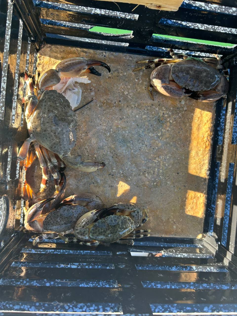 Stone crabs inside a black crab trap