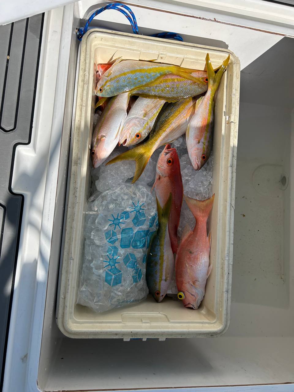 A cooler packed with yellowtail snapper and pink reef fish on ice