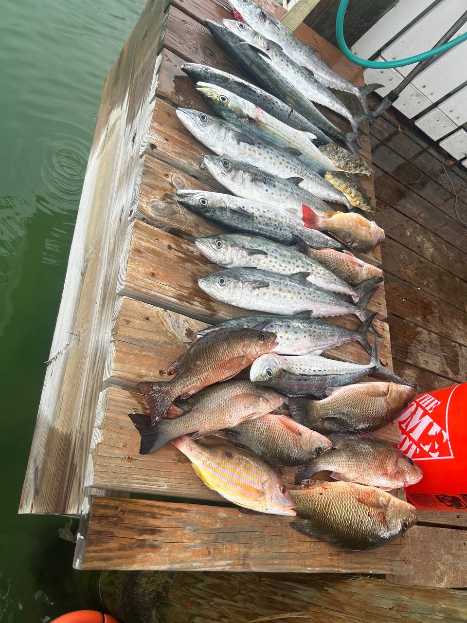 Dockside mixed catch lineup