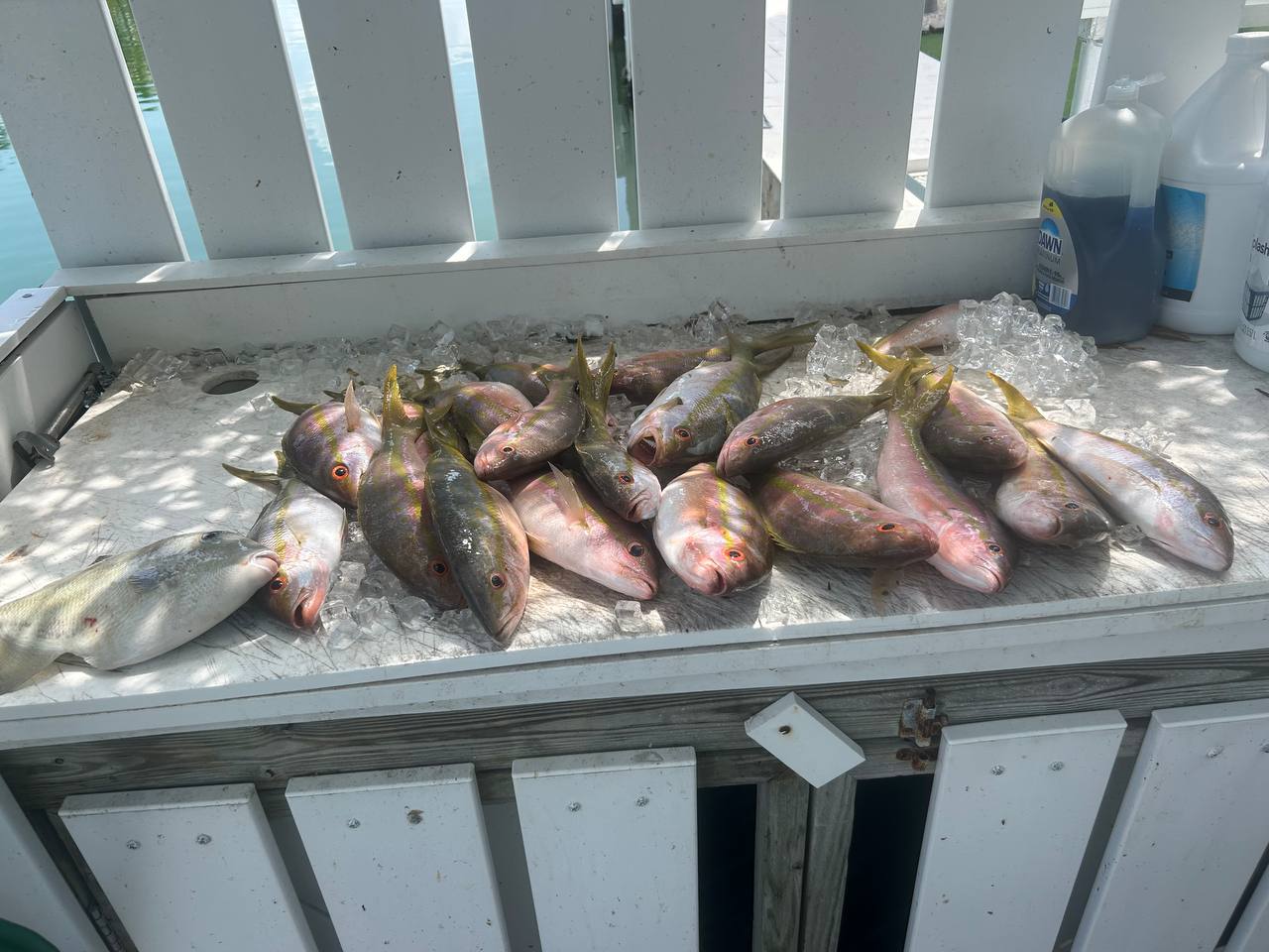 Mixed reef fish laid out on ice at the cleaning table